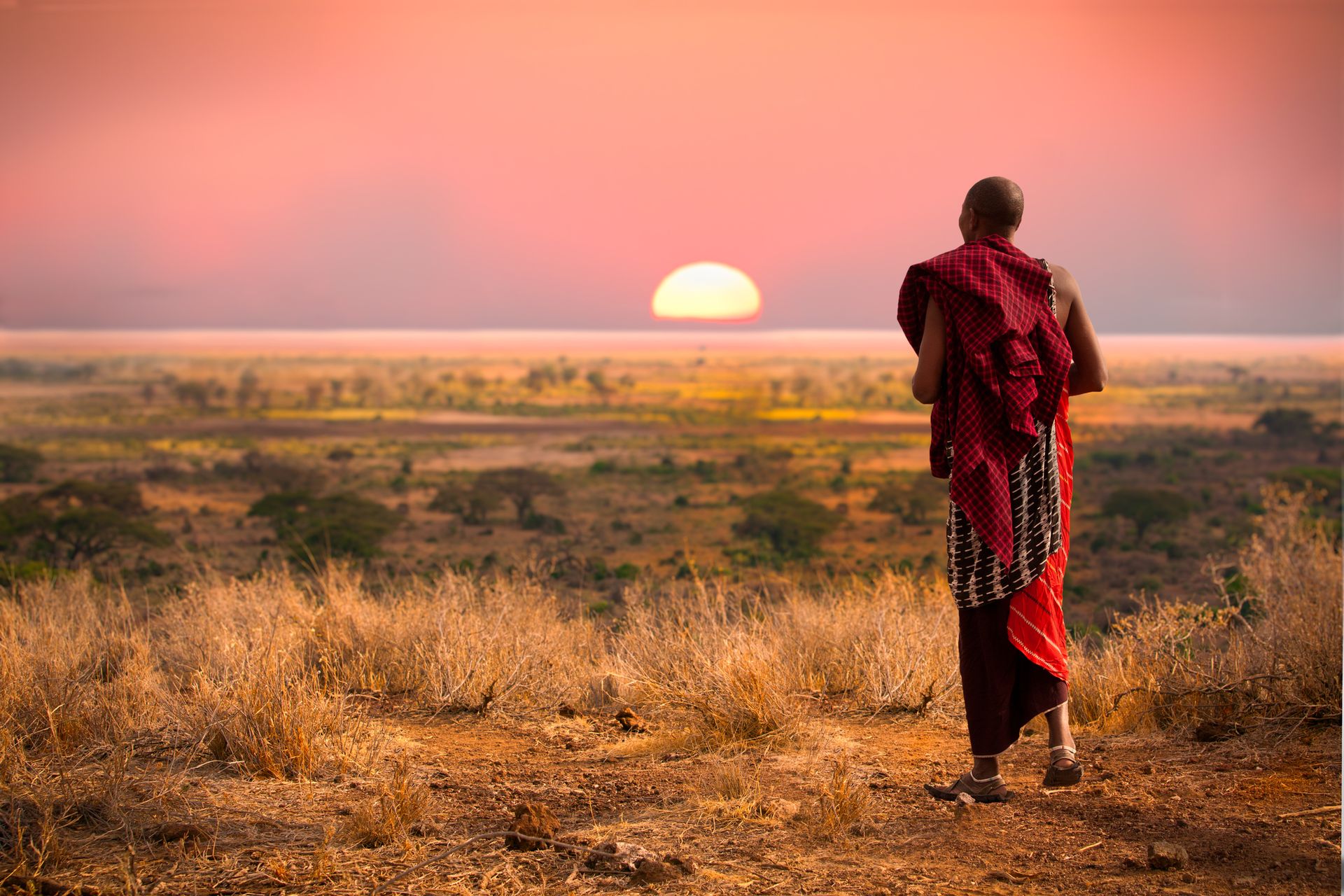 Masai man, wearing traditional blankets, overlooks Serengeti in Tanzania as the colorful sunset fills the sky.  Wild grass in the forground.