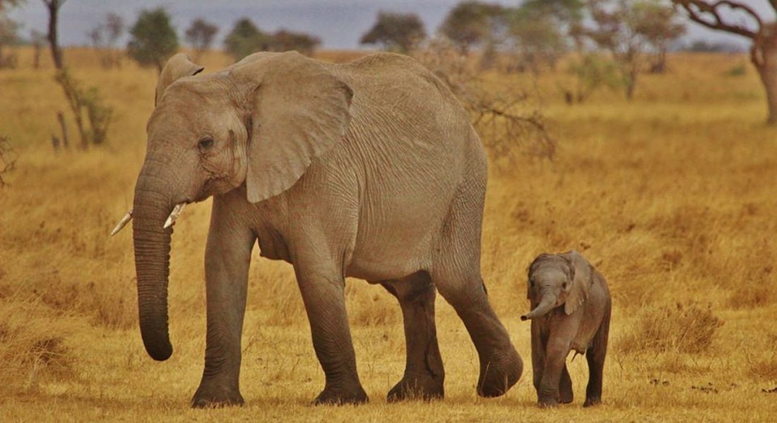 elephant-babies-278524_1280